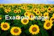 Example sunflower image